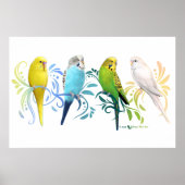 Colorful Parakeets Poster (Voorkant)