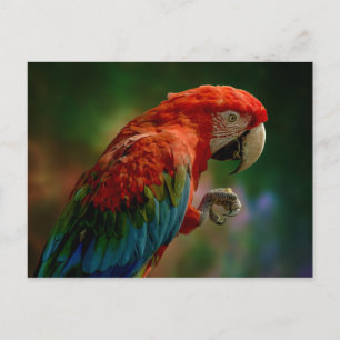 Colorful Parrot Briefkaart