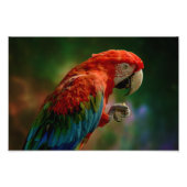 Colorful Parrot Foto Afdruk (Voorkant)