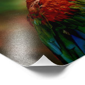 Colorful Parrot Foto Afdruk (Hoek)