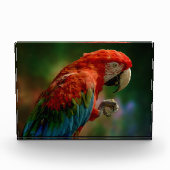 Colorful Parrot Fotoblokken (Voorkant)