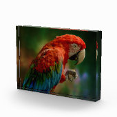 Colorful Parrot Fotoblokken (Rechts)
