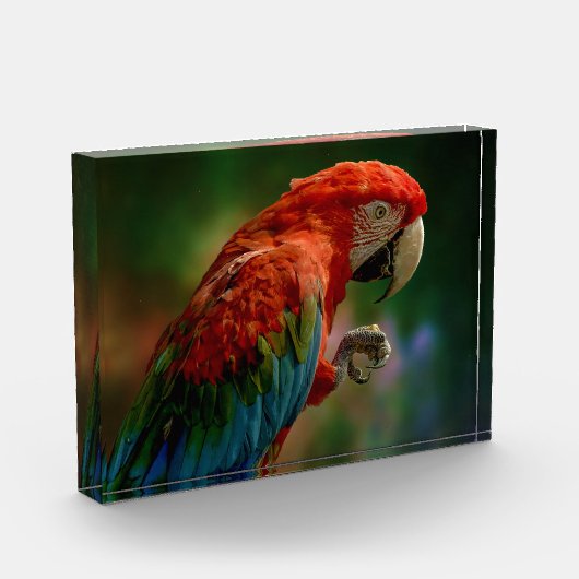 Colorful Parrot Fotoblokken (Links)
