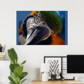 Colorful Parrot Macaw Bird Poster (Thuiskantoor)