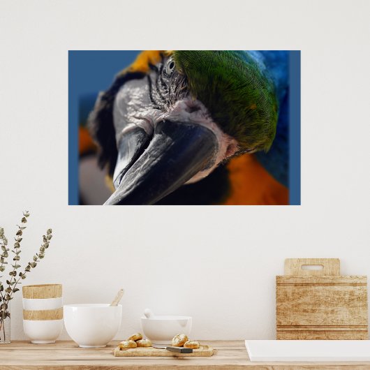 Colorful Parrot Macaw Bird Poster (Keuken)