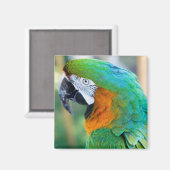 Colorful Parrot Magnet (Voorkant / Achterkant)