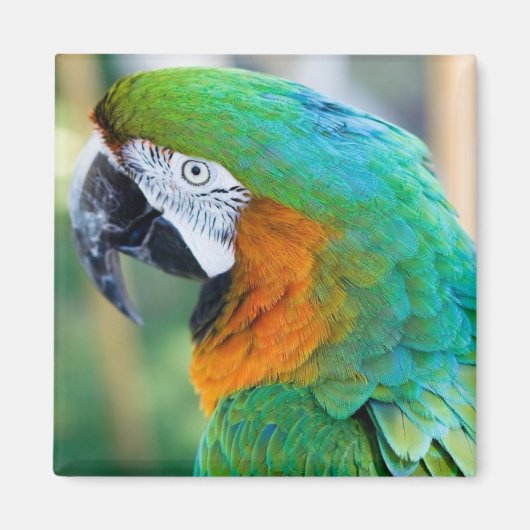 Colorful Parrot Magnet (Voorkant)