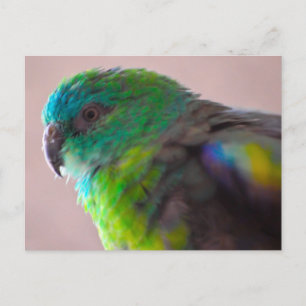 Colorful-parrot-plumage707 PARROT BIRD EXOTIC BLAU Briefkaart