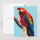 Colorful Parrot Portrait Photo Briefkaart (Voorkant / Achterkant)