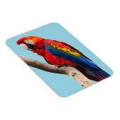 Colorful Parrot Portret Foto Magneet (Rechterzijde)