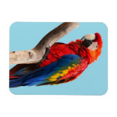 Colorful Parrot Portret Foto Magneet (Horizontaal)
