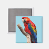Colorful Parrot Portret Foto Magneet (Voorkant / Achterkant)
