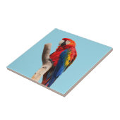 Colorful Parrot Portret Foto Tegeltje (Zijkant)