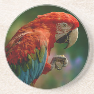 Colorful Parrot Zandsteen Onderzetter