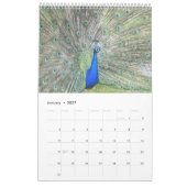Colorful Peacock 2017 Kalender (Jan 2027)