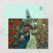 Colorful Peacock Briefkaart (Voorkant / Achterkant)