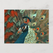 Colorful Peacock Briefkaart (Voorkant)