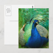 Colorful Peacock Briefkaart (Voorkant / Achterkant)