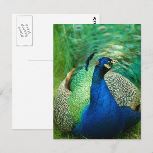 Colorful Peacock Briefkaart (Voorkant / Achterkant)