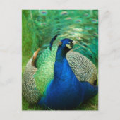 Colorful Peacock Briefkaart (Voorkant)