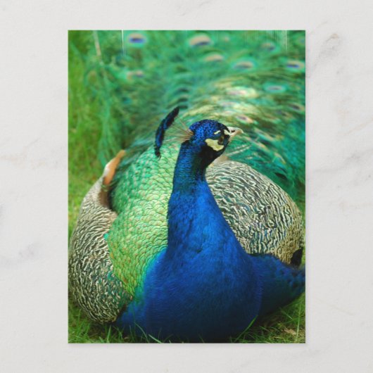 Colorful Peacock Briefkaart (Voorkant)