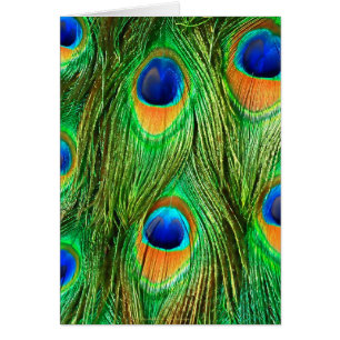 Colorful Peacock Feathers Print