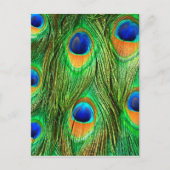 Colorful Peacock Feathers Print Briefkaart (Voorkant)