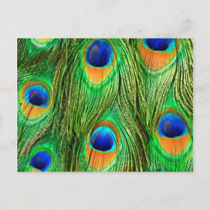 Colorful Peacock Feathers Print Briefkaart