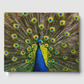 Colorful peacock gastenboek (Voorkant)