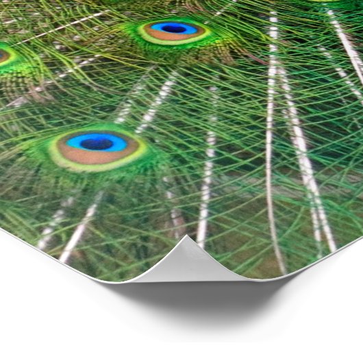 Colorful Peacock Poster (Hoek)