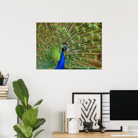 Colorful Peacock Poster (Thuiskantoor)