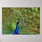 Colorful Peacock Poster (Voorkant)