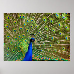 Colorful Peacock Poster
