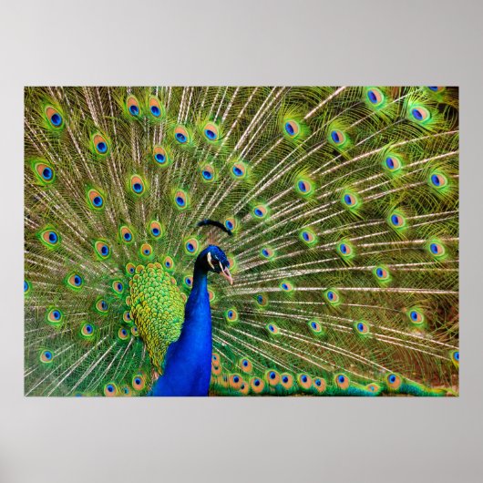 Colorful Peacock Poster (Voorkant)