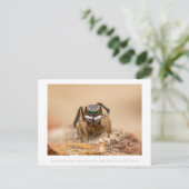 Colorful Peacock Spider Macro Photography Briefkaart (Staand voorkant)