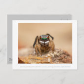Colorful Peacock Spider Macro Photography Briefkaart (Voorkant / Achterkant)