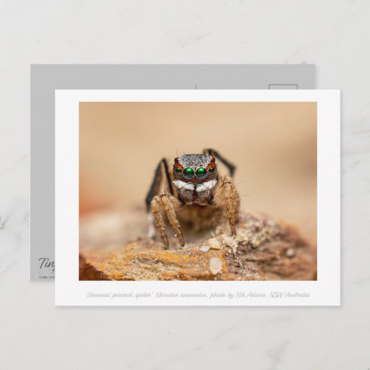Colorful Peacock Spider Macro Photography Briefkaart (Voorkant / Achterkant)
