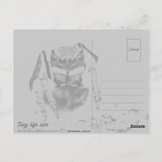 Colorful Peacock Spider Macro Photography Briefkaart (Achterkant)