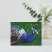 Colorful Peacock uit de dierentuin van Wisconsin Briefkaart (Staand voorkant)