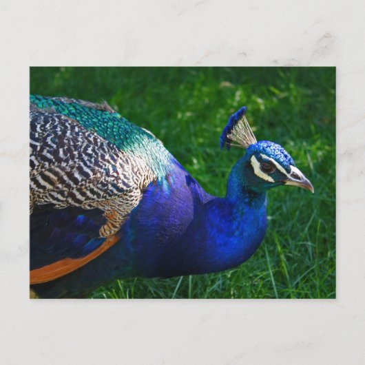 Colorful Peacock uit de dierentuin van Wisconsin Briefkaart (Voorkant)