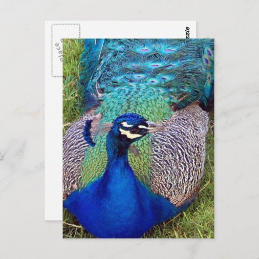 Colorful Peafowl Briefkaart (Voorkant / Achterkant)