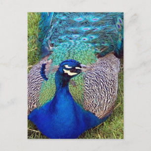 Colorful Peafowl Briefkaart