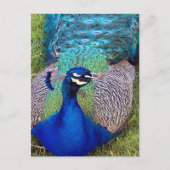 Colorful Peafowl Briefkaart (Voorkant)
