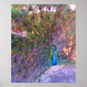 Colorful Peafowl Photo Print Poster Afbeelding (Voorkant)