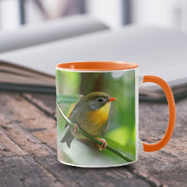 Colorful Pekin Robin Songbird on Branch Mok