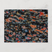 Colorful Petrified Dinosaur Bone Briefkaart (Voorkant)