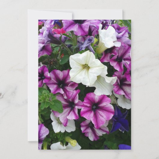 Colorful Petunias Blank Kaart (Voorkant)