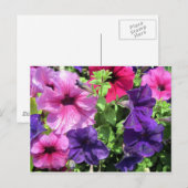 Colorful Petunias Briefkaart (Voorkant / Achterkant)