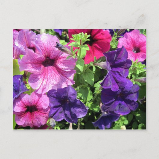 Colorful Petunias Briefkaart (Voorkant)