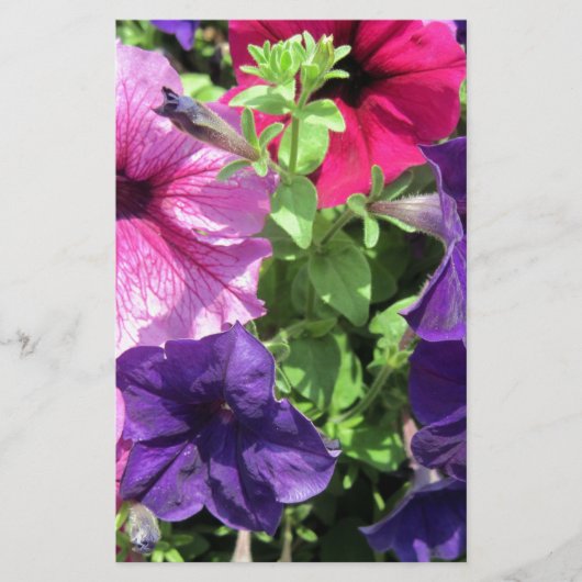 Colorful Petunias Briefpapier (Voorkant)